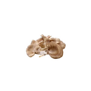 Oyster Mushrooms 500g