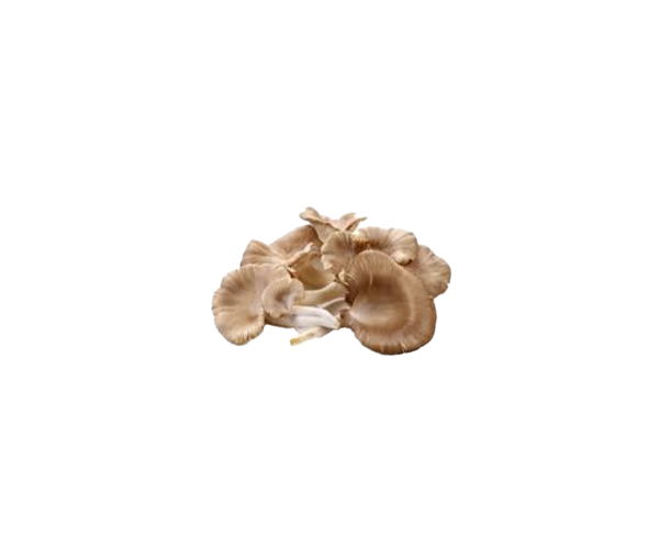Oyster Mushrooms 500g